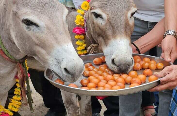 उदयपुर में यूरिया संकट पर किसानों का अनोखा विरोध, वीडियो में देखें गधों को माला पहनाकर खिलाए गुलाब जामुन, जताया आक्रोश
