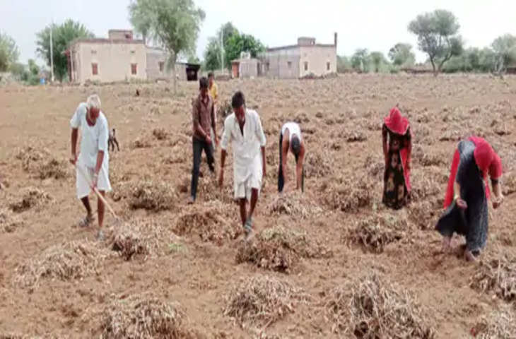 Jodhpur बारिश के कारण मूंगफली की फसल का हुआ नुकसान, सूखने के लिए छोड़ी पड़ी फसल बारिश से भीगी