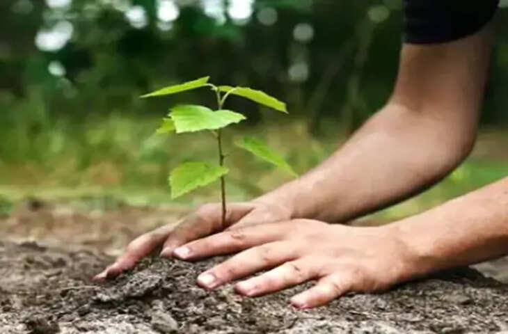 नगर निगम का बड़ा फैसला: बंधक प्लॉट छुड़ाने के लिए अब कागजों पर नहीं, जमीन पर दिखाने होंगे जीवित पौधे