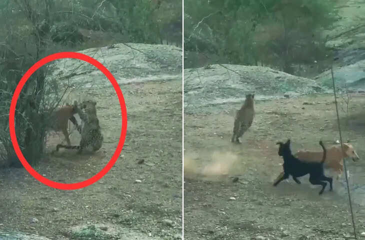 तेंदुए से भिड़े &lsquo;डोगेश भाई&rsquo;: Viral Video में जान पर खेलकर साथी की बचाई जान, हिम्मत देखकर शिकारी के उड़े होश&nbsp;