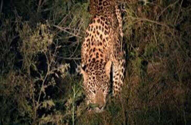 उदयपुर में लेपर्ड का हमला, घर के बाहर निकली महिला गंभीर रूप से घायल, वीडियो में जाने अस्पताल में इलाज जारी