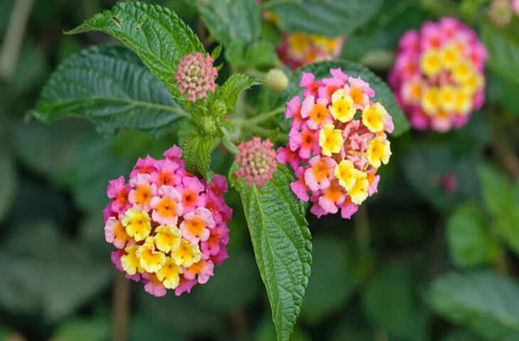 रंगीन सुंदरता के पीछे छिपा पर्यावरणीय खतरा, जैव विविधता पर गंभीर असर की चेतावनी