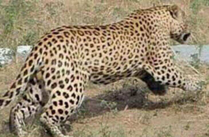सुल्तानपुर के चपरासी बने सोशल मीडिया सेंसेशन, जानवरों की आवाज निकालकर लोगों को हंसाते हैं