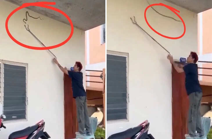 एक झटके में पलटा खेल! सांप ने हवा में उड़कर किया ऐसा वार देखकर कांप जाएगी रूह, देखे वीडियो&nbsp;