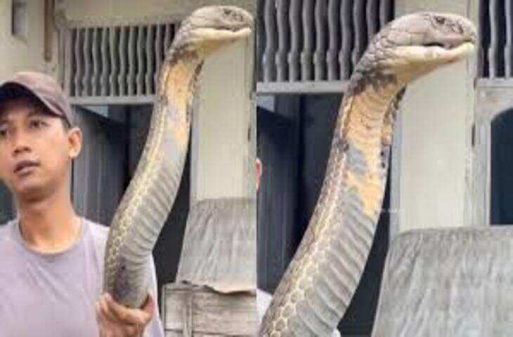 दुनिया का सबसे लंबा जहरीला सांप किंग कोबरा कितने साल जीता है? जानिए पूरी सच्चाई