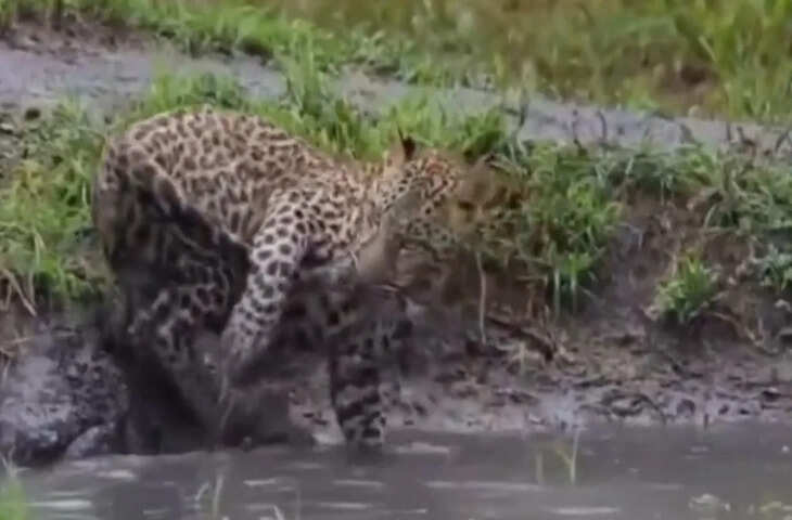 सोशल मीडिया पर वायरल हुआ तेंदुए का मजेदार वीडियो, नादानी ने बना दिया शिकार