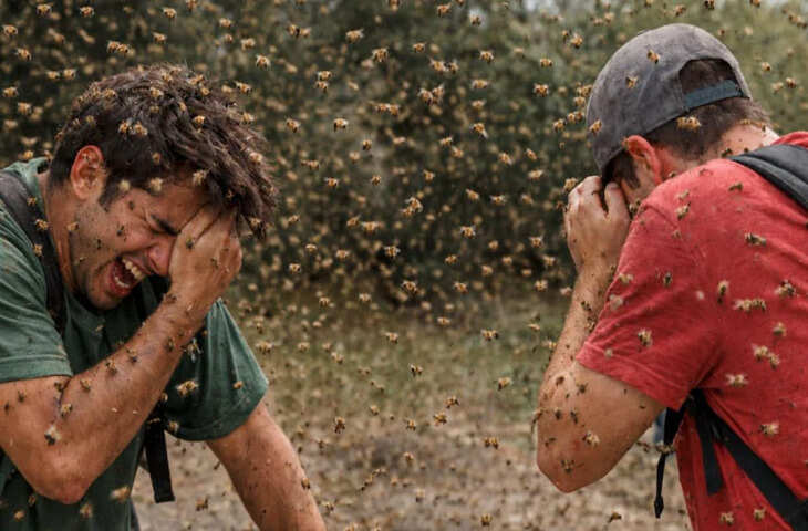 BSF भर्ती परीक्षा में शामिल अभ्यर्थियों पर मधुमक्खियों ने किया हमला, 18 कैंडिडेट्स को मारा डंक