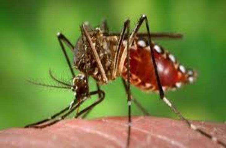 Hisar डेंगू के बेहतर प्रबंधन की कमी के चलते शहर में 50 प्रतिशत तक खतरा बढा