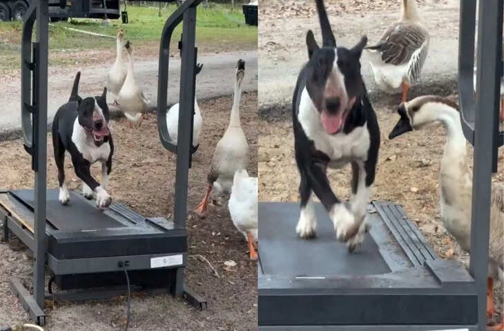 कुत्ते ने ट्रेडमिल पर लगाई दौड़, फिर बत्तखों ने जो किया…मजेदार है ये वीडियो