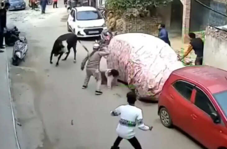 सड़क पर घूमती गाय ने लड़की पर किया हमला, नगर निगम की टीम ने किया पकड़