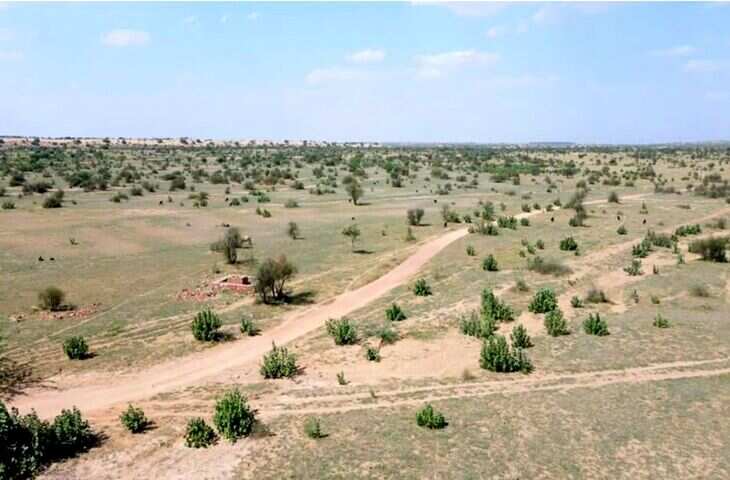 जैसलमेर में ओरण भूमि विवाद पर बड़ा आदेश, एक्सपर्ट कमेटी करेगी जांच; पेड़ कटाई पर रोक जारी
