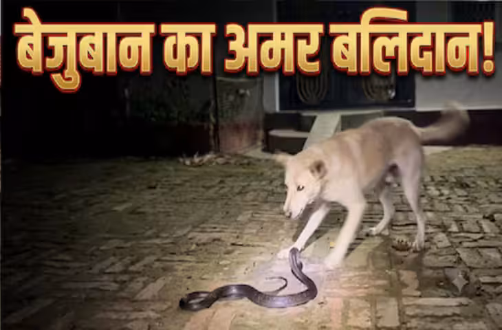 कुत्ते की वफादारी ने जीता सबका दिल! अपनों की जान बचाने के लिए कोबरा से भिड़ा टॉमी, दे दी कुर्बानी