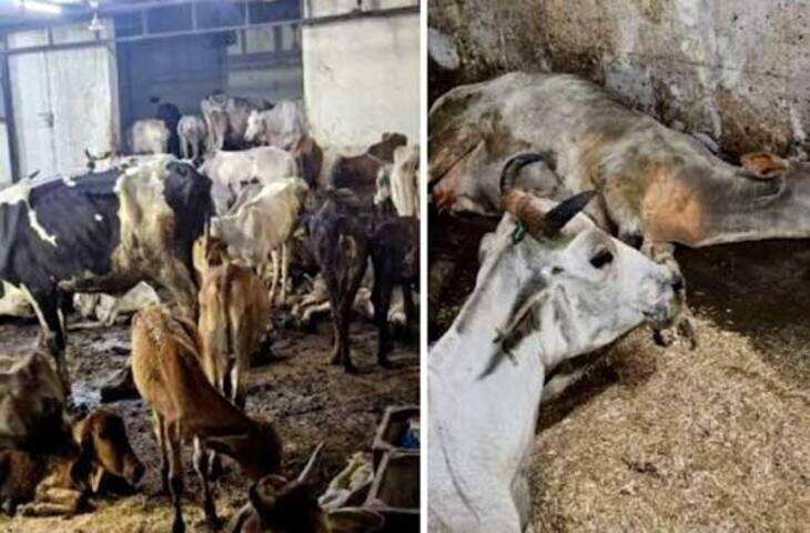 तेज रफ्तार वाहन ने तीन गोवंशों को कुचला, दो की मौत; नगर निगम पर लापरवाही के आरोप