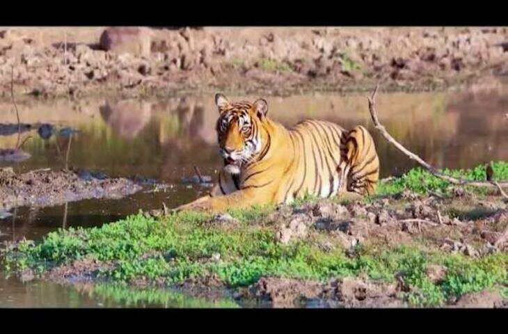 सरिस्का में दिखे दो दुर्लभ मेहमान: पहली बार नजर आया सफेद मोर और 'गोल्डन सांभर', वीडियो में जाने पर्यटकों के आकर्षण का बने केंद्र