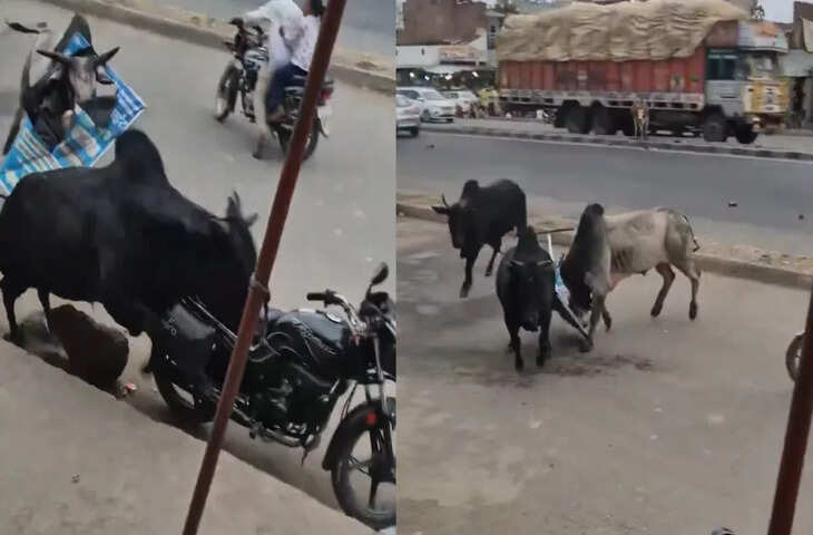 सीतापुर में हाईवे पर सांडों का तांडव, आपस में भिड़े तीन सांडों का वीडियो वायरल