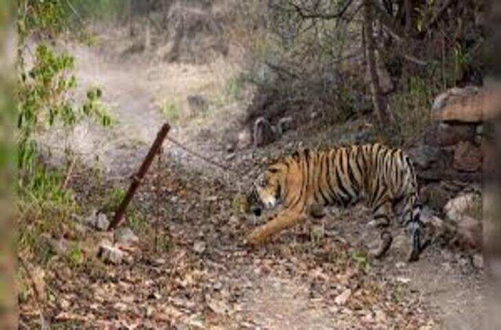 रणथंभौर टाइगर रिजर्व में बढ़ा बाघों का दबाव, वीडियो में देंखे टेरिटरी संघर्ष में 9 साल में 9 बाघों की मौत
