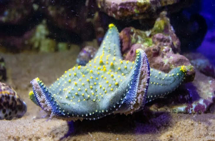 समुद्री तारा को लेकर चौंकाने वाले तथ्य, न दिल है न दिमाग, फिर भी जिंदा रहता है ये अनोखा जीव