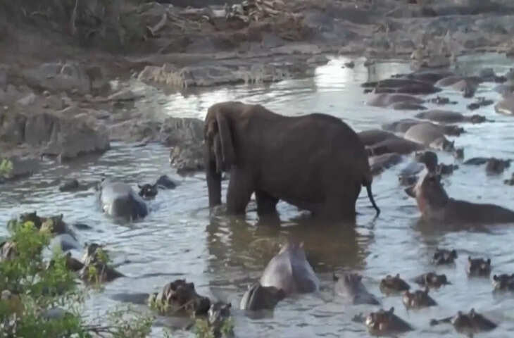हिम्मत हो तो ऐसी, हिप्पो से भरे तालाब में निडर होकर खड़ा रहा हाथी, वीडियो देख दंग रह गए लोग