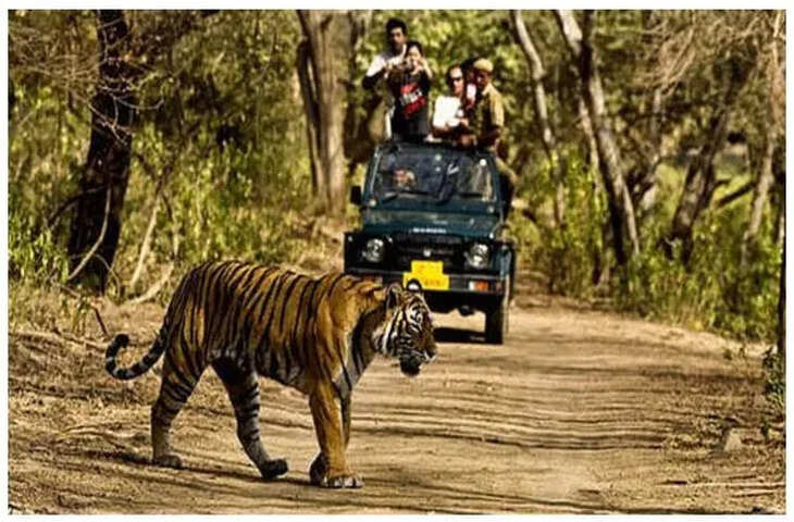 कॉर्बेट टाइगर रिजर्व में फोन से नहीं बना पाएंगे वीडियो, जंगल सफारी के दौरान मोबाइल बैन