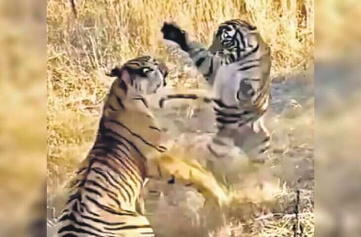 रणथम्भौर में 2 बाघिन भिड़ीं, मां रिद्धि और बेटी माही ने एक दूसरे पर किया हमला