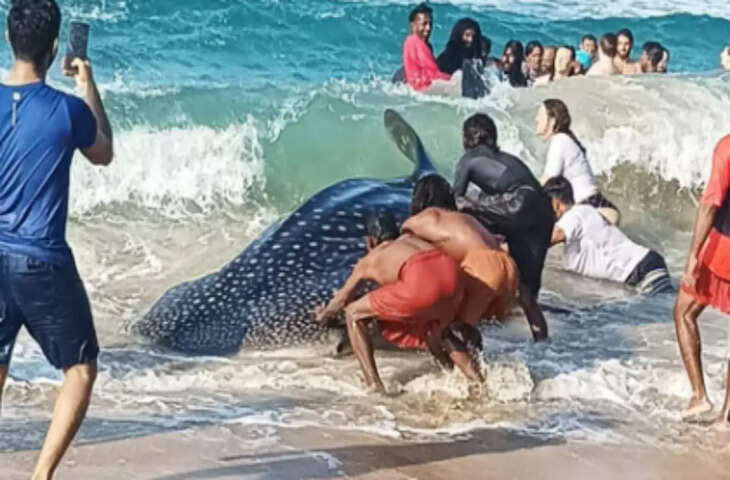 जिसे देख आता है खौफ! उसी व्हेल शार्क को बचाने दौड़ पड़े लोग फिर जो हुआ उसका Video देख खड़े कर देगा रोंगटे