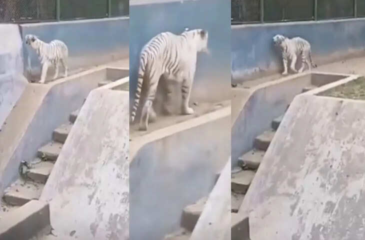 पटना चिड़ियाघर के सफेद बाघ का वीडियो वायरल, सेहत को लेकर उठे सवाल