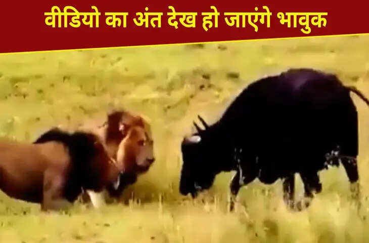 बच्चे को बचाने के लिए शेरों से भिड़ गई भैंस, फिर जो हुआ&hellip;देख हो जाएंगे इमोशनल