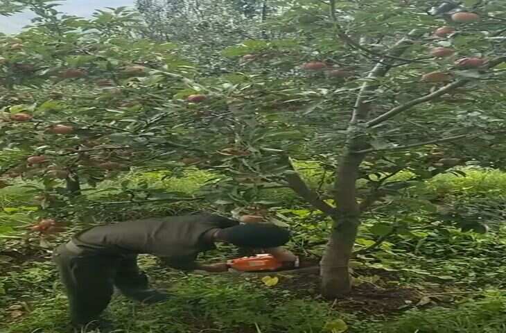 सेब व्यापारियों की ठगी रोकने के लिए एजेंटों को पहचान पत्र जारी किए जाएंगे