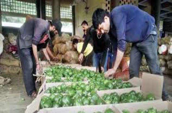 Shimla बाजारों में आई सब्जियों की बहार, सीजन शुरू होते ही गिरे दाम, लोगों को मिली राहत