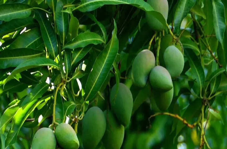 खेत में लगे थे रसीले आम के पेड़, धीरे-धीरे गायब हुए 17, मालिक पर ही लगा 2.66 करोड़ का जुर्माना