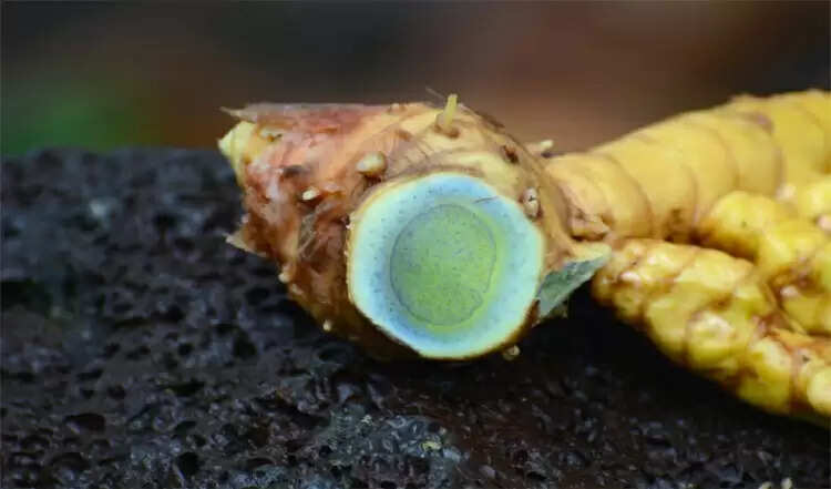 Black turmeric benefits black turmeric tricks&nbsp;