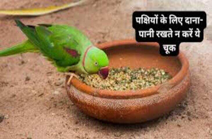 गर्मियों में पक्षियों के लिए दाना-पानी रखना क्यों माना जाता है पुण्य? जानिए सही दिशा, नियम और ज्योतिषीय लाभ