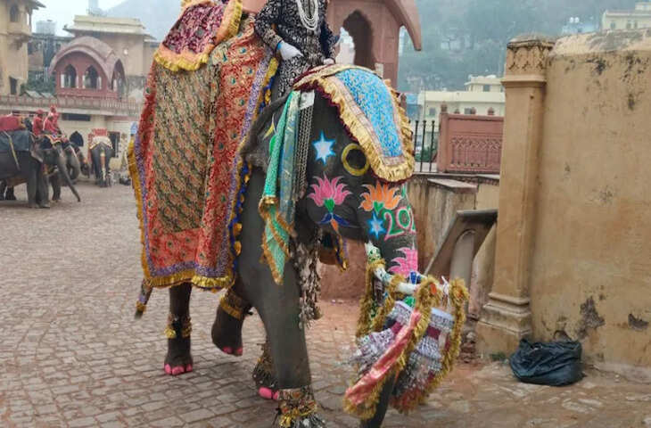 आमेर के हाथियों का जलवा, शाही अंदाज में Happy New Year विश कर विदेशी सैलानियों का जीता दिल, सेल्फी की मची होड़