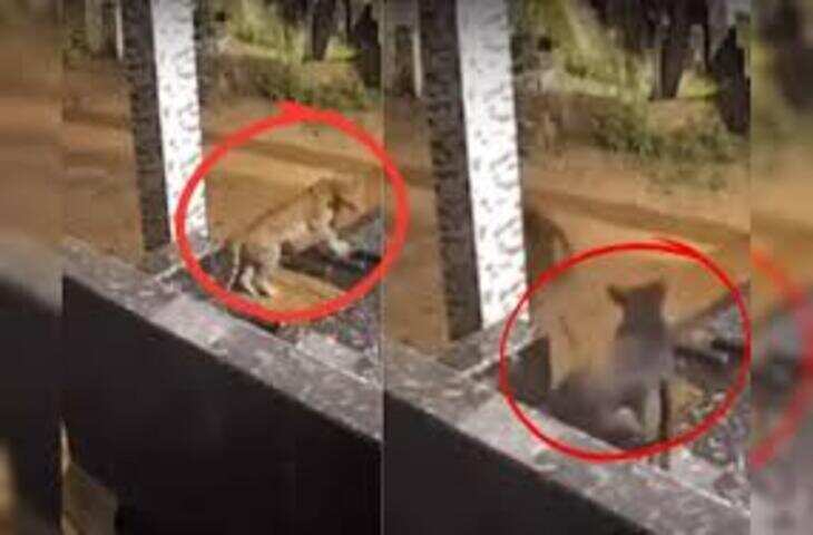 कुत्ते पर झपटा तेंदुआ तो बीच में आ गई बिल्ली, देखें उल्टे पैर कैसे भाग गया दरिंदा?