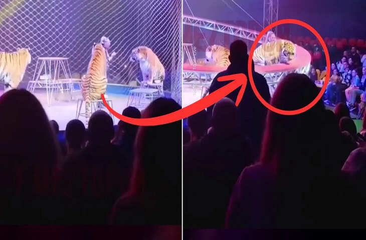 सर्कस में बड़ा हादसा टला: बाघों के करतब के बीच अचानक गिरा बैरियर, दर्शकों में मची अफरा-तफरी