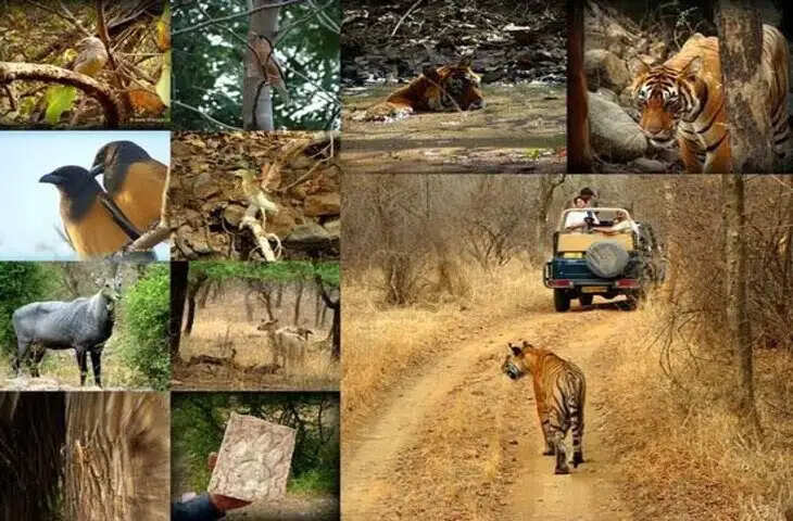 रणथम्भौर की जैव विविधता का अनोखा संसार, वीडियो में देंखे बाघों के गढ़ से लेकर पक्षियों की दुनिया तक