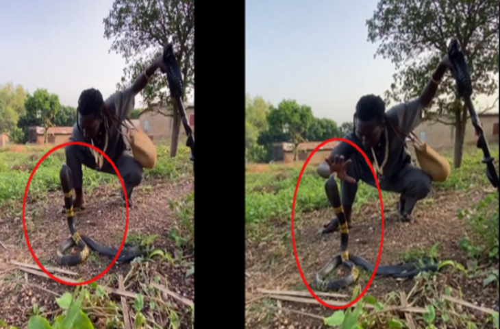 खतरनाक किंग कोबरा पर किया वशीकरण, शख्स ने ऐसे वश में किया नागराज को, पहले नहीं देखा होगा ऐसा वीडियो