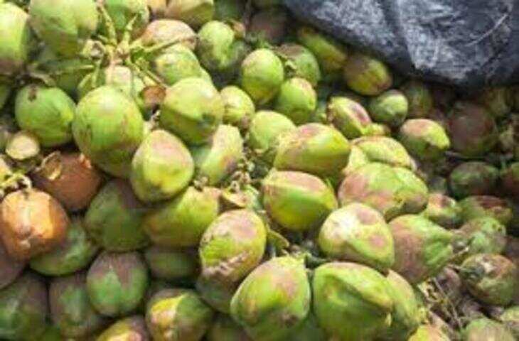 IND vs WI: इंदौर की गर्मी से निपटेगी विंडीज टीम! भारत से भिड़ंत से पहले मांगी नारियल पानी की एक्स्ट्रा सप्लाई