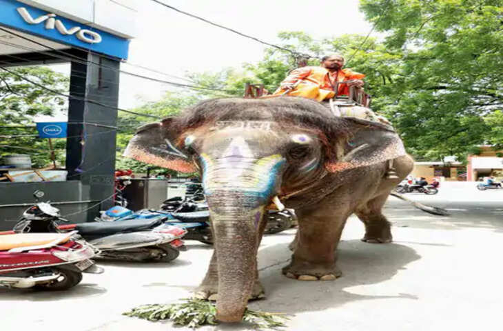 महाकाल की सवारी में फिर दिखेगी हथिनी श्यामू, 10 साल से निभा रही परंपरा; शामिल होने का संशय खत्म