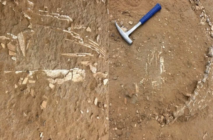 जैसलमेर में 20 करोड़ साल पुराने जीवाश्म की खोज, वैज्ञानिकों ने कहा &mdash; &lsquo;भारत का जुरासिक पार्क&rsquo; बनने की राह पर थार का रेगिस्तान