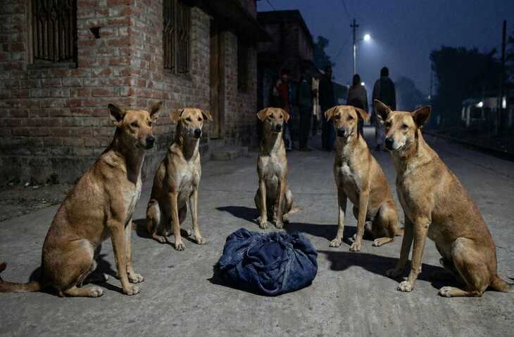 सच्चा चमत्कार! भयंकर ठंड में सड़क पर पड़ा नवजात आवारा कुत्तों की देखभाल ने बचाई जान, पूरा मामला जान रह जाएंगे दंग 
