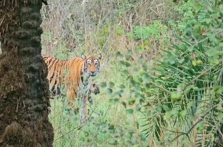 सरिस्का में बाघिन एसटी-17 ने जन्म दिए तीन स्वस्थ शावक, जंगल में खुशियों का माहौल