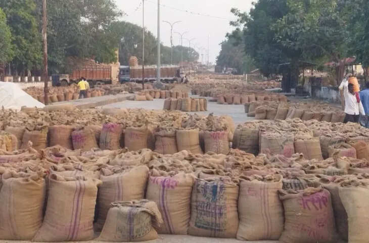 भामाशाह मंडी में एक लाख कट्टों की आवक, गेहूं-चना मंदा तो सरसों-सोयाबीन में तेजी