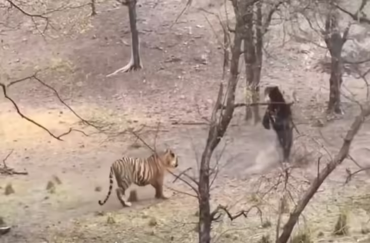 Video: बाघ ने समझा आसान शिकार, लेकिन भालू ने दिखाया अपना दम, जंगल के इस नजारे ने उड़ाए लोगों के होश​​​​​​​