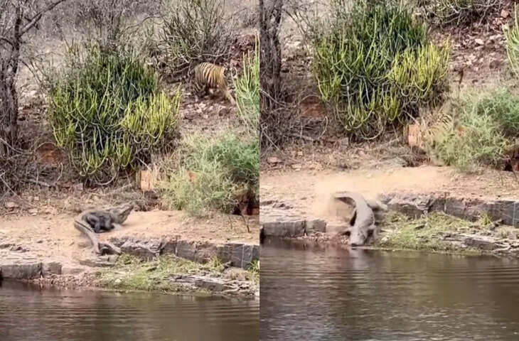 कुछ सेकेंड में पलटा खेल, बाघ को देख पानी के दैत्य ने छोड़ा तालाब और भाग निकला,यहाँ देखे वायरल वीडियो ​​​​​​​