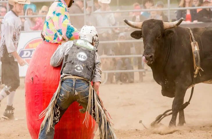 क्या सच में लाल रंग देखकर भड़क जाते हैं सांड? जानिए इसके पीछे की असली वजह