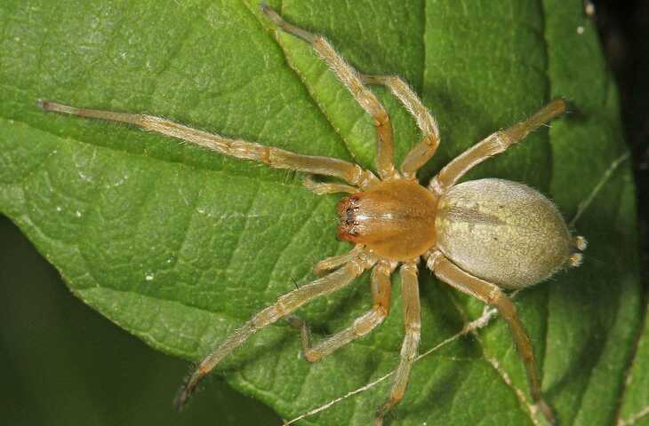 यह दुनिया की सबसे अनोखी मकड़ी ,कीमत जाने आप भी हो जाएगे हक्के बक्के&nbsp;