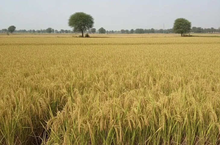 बेमौसमी बारिश और ओलावृष्टि से रबी फसल नुकसान: प्रधानमंत्री फसल बीमा योजना के तहत मुआवजे का प्रावधान