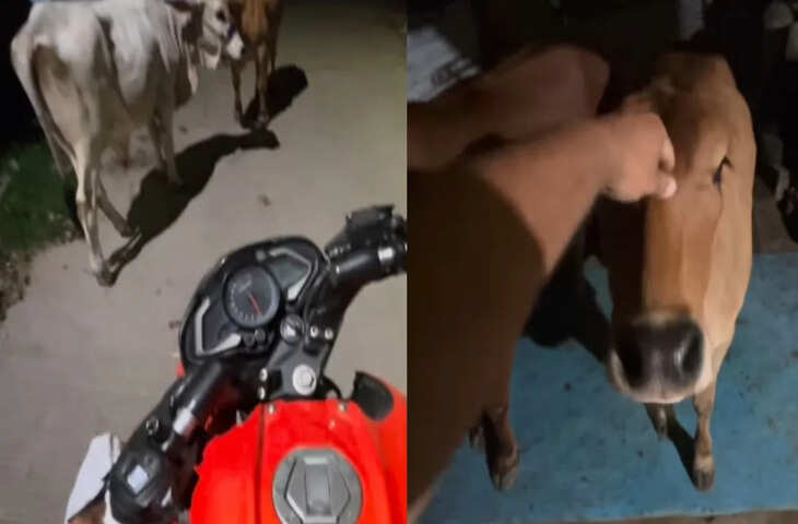 महिला ने गाय के लिए Zomato से मंगाईं गरमा-गरम रोटियां, डिलीवरी ब्वॉय से खिलाने को कहा; वीडियो ने जीता लोगों का दिल