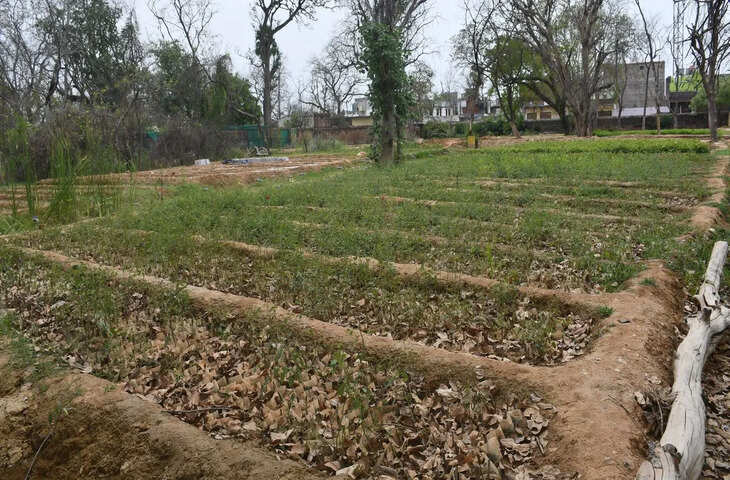 धौलपुर में इस बार केन्द्रीय पौधशाला में तैयार होंगे 2 लाख पौधे, तीन नर्सरियों में उत्पादन शिफ्ट